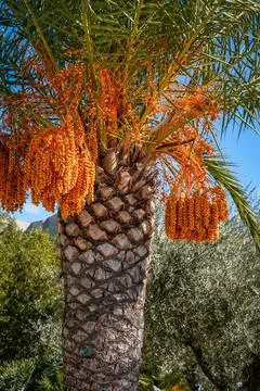 Ripe Date Palm with Multiple Fruit Bunches Foto stock