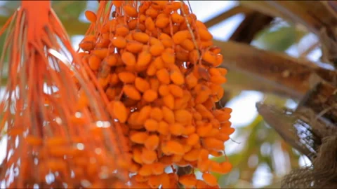 Ripe dates on date palm tree. close-up Stock Footage 142475186