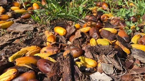 Ripe dates fallen from the palm tree Stock Footage 121358124