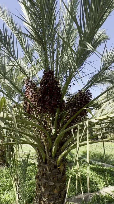 Ripe Dates Growing on Palm Tree in Sunny Orchard Vídeo Stock 326443412