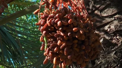 Ripe Dates Hanging from a Palm Tree in a Tunisian Oasis 스톡 동영상 7735036