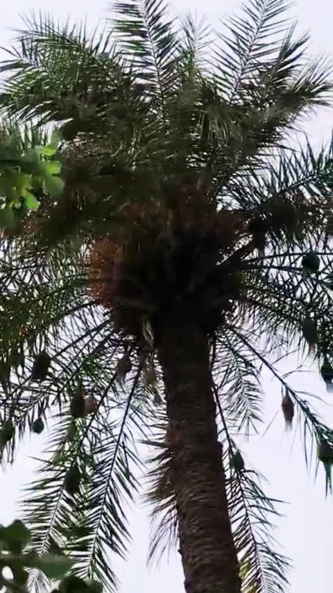Ripe Dates Hanging on Palm Tree in Natural Daylight Stock Footage 339068188