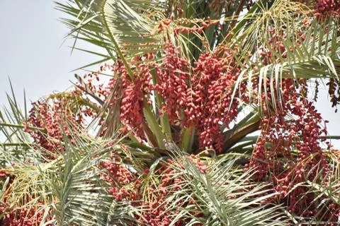 Ripe dates palm fruit with branches on dates palm tree in Abu Dhabi. Stock Photos