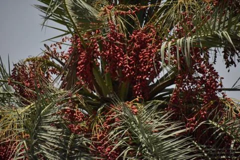 Ripe dates palm fruit with branches on dates palm tree in Abu Dhabi. Stock Photos
