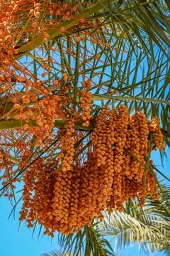 Ripe Dates on Palm Tree Close Up Stock Photos