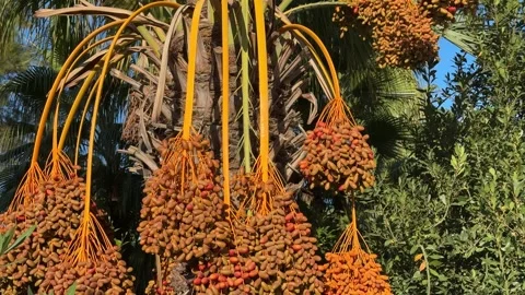 Ripe Dates on Palm Tree in Morning Sunlight Stock Footage 289846159
