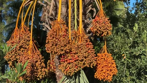 Ripe Dates on Palm Tree in Morning Sunlight Stock Footage 289846169