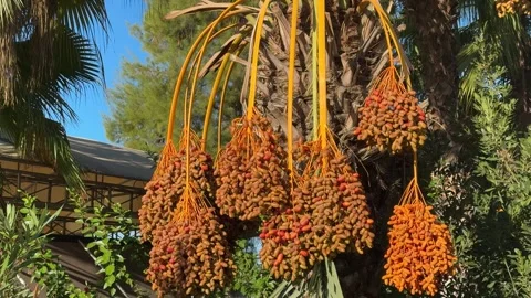 Ripe Dates on Palm Tree in Morning Sunlight Stock Footage 289846312