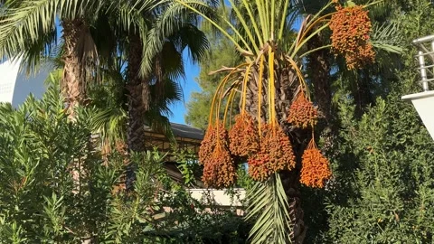 Ripe Dates on Palm Tree in Morning Sunlight Stock Footage 289846316