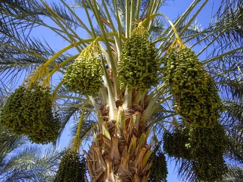 Ripe dates on palm tree Stock Photos