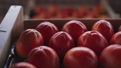 Ripe delicious persimmon packaged in a box close-up Stock Footage 154437703