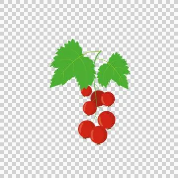 Ripe delicious red currant Stock Illustration
