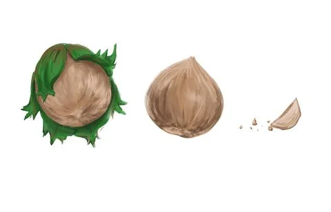 Ripe deliciously useful hazelnuts in the process of consumption Stock Illustration