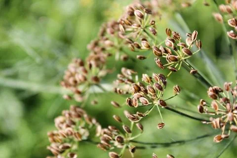 Ripe dill seed clusters still on the plant Stock Photos