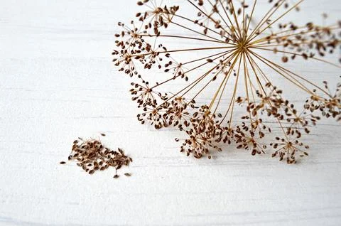 Ripe dill seed Stock Photos