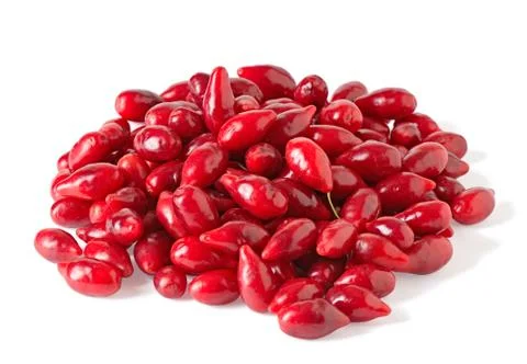 Ripe dogwood on a white background Stock Photos