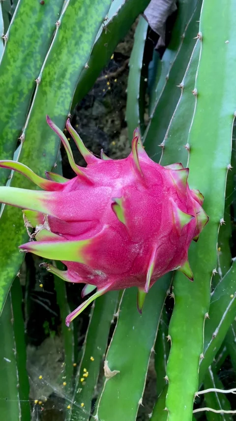 Ripe Dragon Fruit Growing on Cactus Plant Stock Footage 327556583