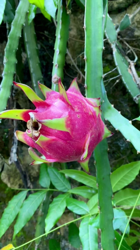 Ripe Dragon Fruit Growing on Cactus Plant Stock Footage 327556904