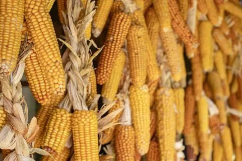 Ripe dried corn cobs hanging. close up Foto stock