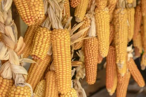 Ripe dried corn cobs hanging. close up Stock-Fotos