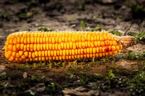 Ripe dried corn cobs Stock Photos