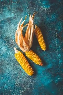 Ripe dried corn cobs Stock Photos