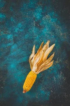 Ripe dried corn cobs Stock Photos