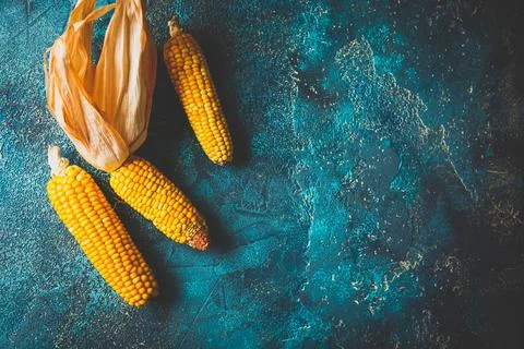 Ripe dried corn cobs Stock Photos