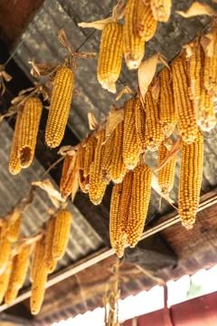 Ripe dried corncobs Stock Photos