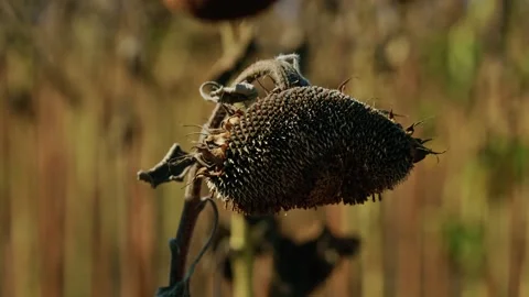 Ripe Dried Sunflower Head Hanging Above Dry Soil 4 Stock Footage 345403191