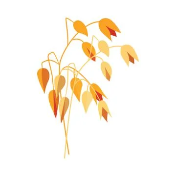 Ripe dry oat ear on stem in flat style - vector illustration of yellow whole 스톡 일러스트