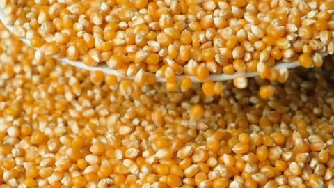 Ripe Dry Uncooked Corn Kernels For Popcorn Pouring Slow Motion Stock Footage 324484905