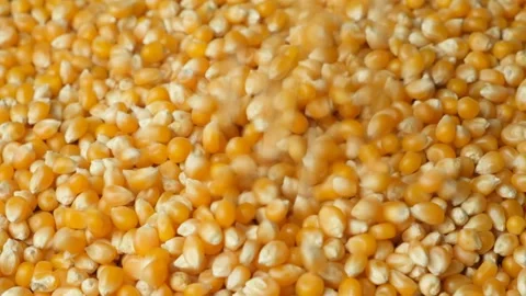 Ripe Dry Uncooked Corn Kernels For Popcorn Pouring Slow Motion Stock Footage 325181954