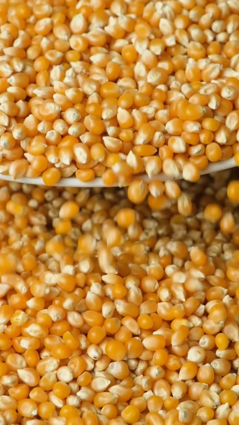 Ripe Dry Uncooked Corn Kernels For Popcorn Pouring Slow Motion Vertical Stock Footage 325185639