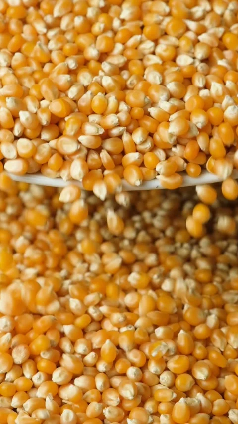 Ripe Dry Uncooked Corn Kernels For Popcorn Pouring Slow Motion Vertical Stock Footage 325576650