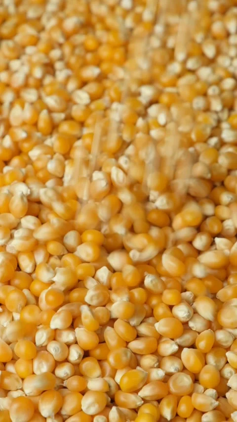 Ripe Dry Uncooked Corn Kernels For Popcorn Pouring Slow Motion Vertical Stock Footage 327148701