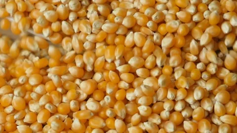 Ripe Dry Uncooked Corn Kernels For Popcorn Pouring Slow Motion Stock Footage 327376451