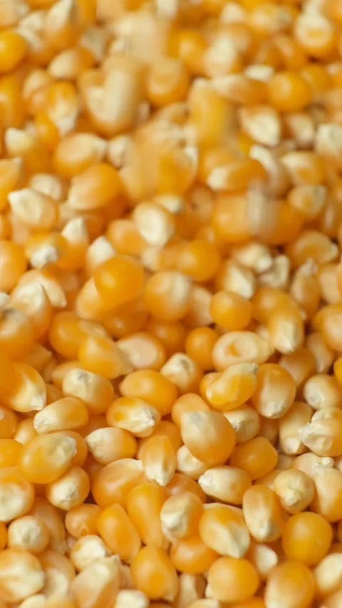 Ripe Dry Uncooked Corn Kernels For Popcorn Pouring Slow Motion Vertical Stock Footage 328008917