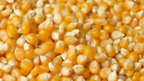 Ripe Dry Uncooked Corn Kernels For Popcorn Pouring Slow Motion Stock Footage 328358919