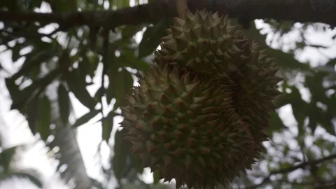 Ripe durian hanging on the tree. Close up of hands picking up fruitt Stock Footage 224237111
