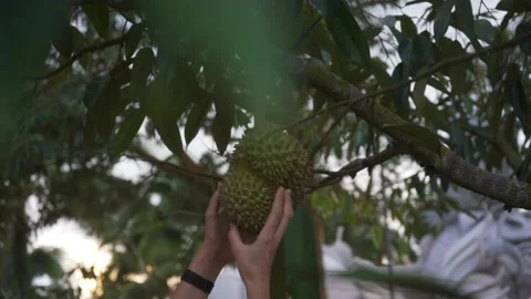 Ripe durian hanging on the tree. Stock Footage 219508623