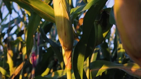 Ripe ear of corn close-up swaying in wind, illuminated by rays of evening sun Stock Footage 162116115