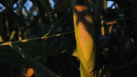 Ripe ear of corn close-up swaying in wind, illuminated by rays of evening sun Stock Footage 162116124