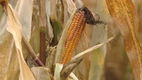 Ripe ear of corn on the field. Video stock 164508475