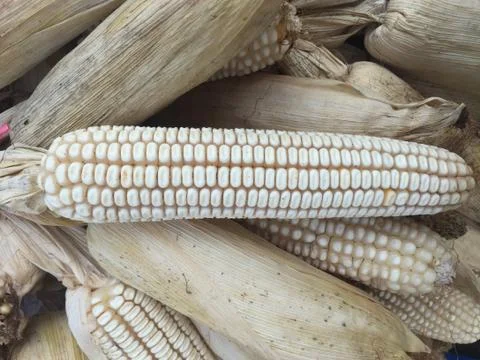 Ripe ear of corn. Stock Photos