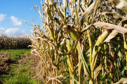 Ripe ear of corn 库存照片