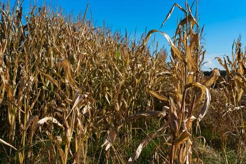 Ripe ear of corn 库存照片