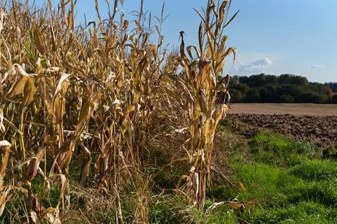 Ripe ear of corn Stockfoto's