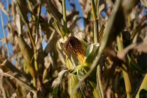 Ripe ear of corn Stock-Fotos