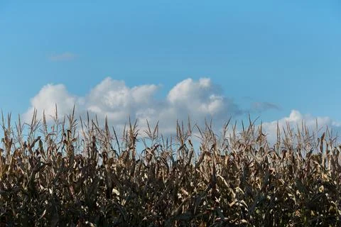 Ripe ear of corn Stock-Fotos